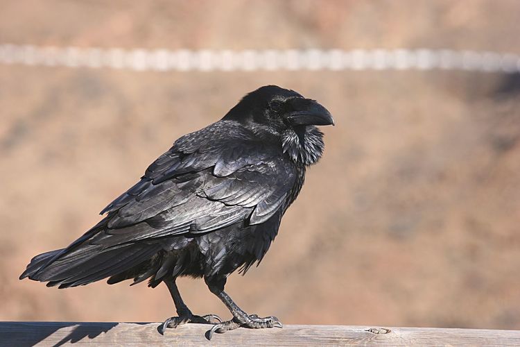 Close-up of raven bird perching on wood
