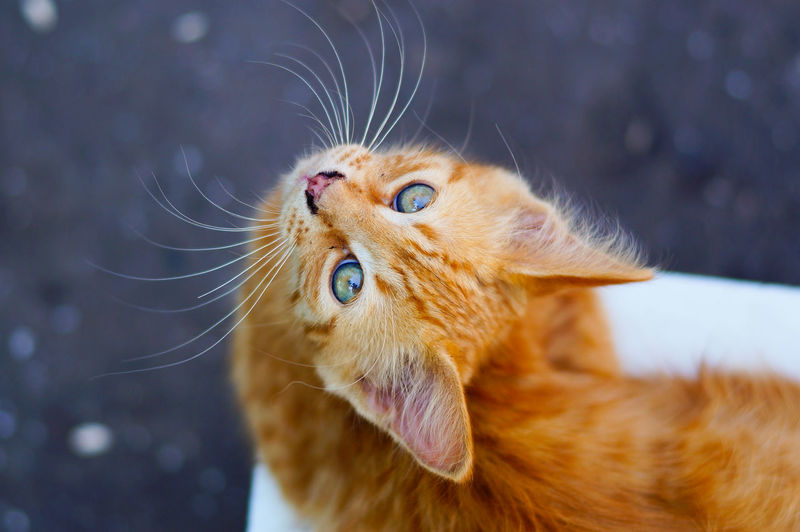 Beautiful ginger red cat looking into the camera, top view
