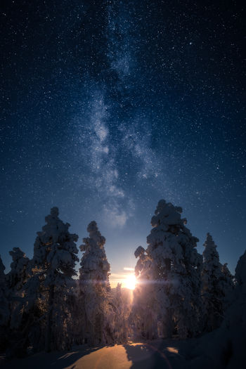 Snow covered trees during sunset
