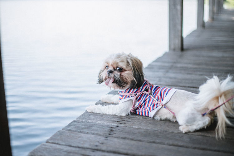Dog resting on pier over lake