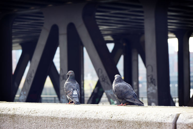 Pigeons on retaining wall against bridge
