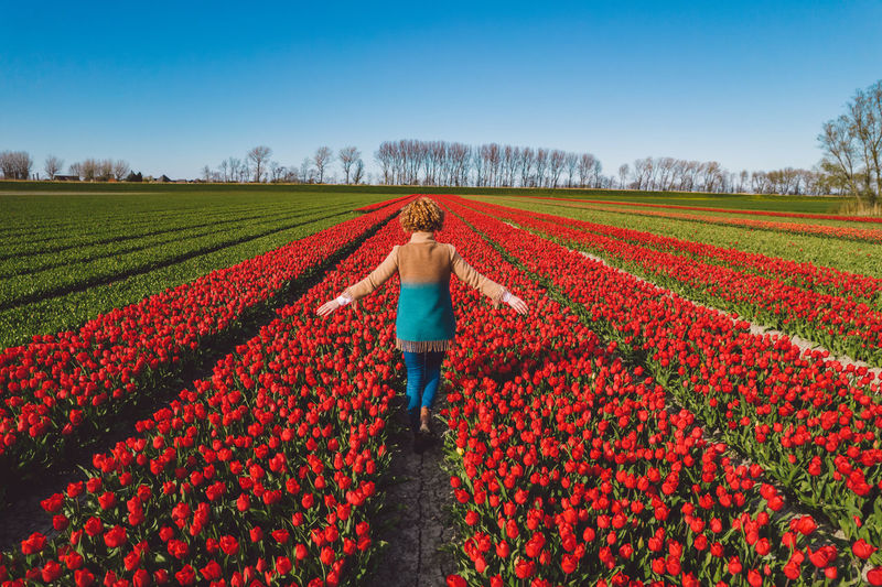 Full length of person standing on a tulip field