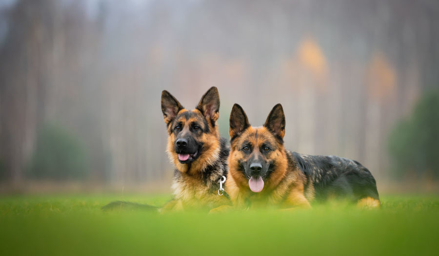 Dogs in the field