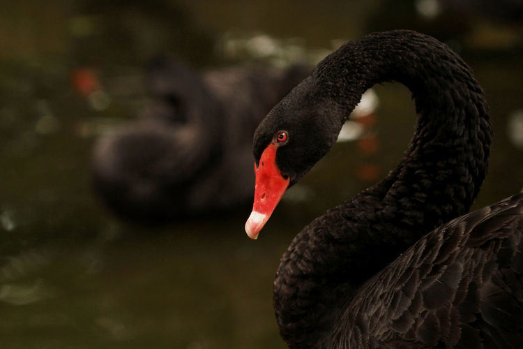 Close-up of swan on water
