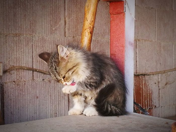 Cat sitting on wooden door