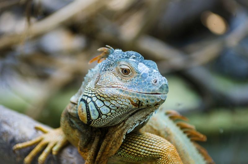 Close-up of lizard