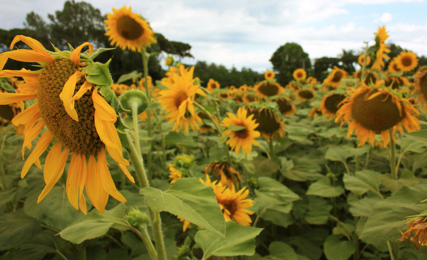 Yellow sunflower blossom with green stem petals and variegated seeds