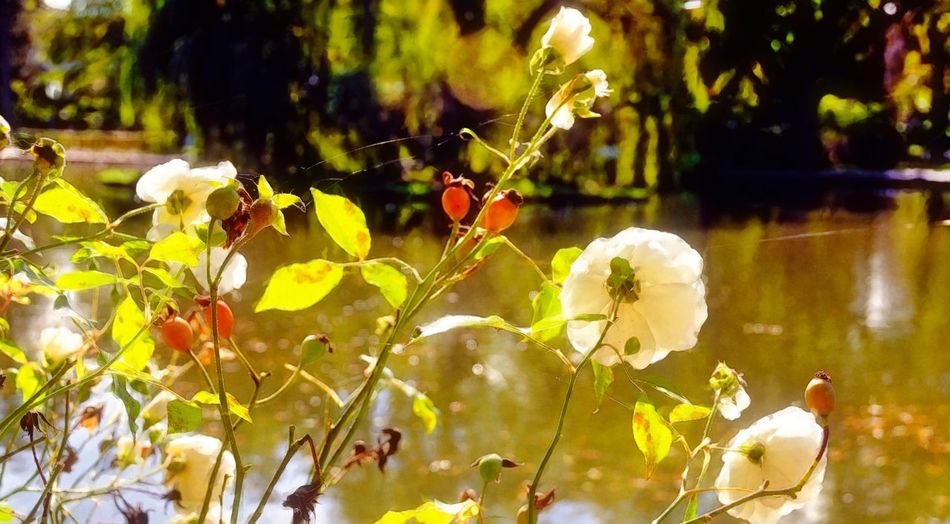 Close-up of flowering plants against blurred background