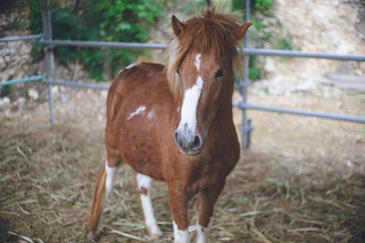 Cute brown-haired pony with white nose and legs japanese farm