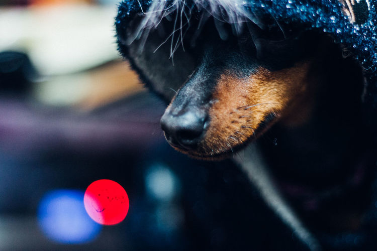 Close-up of dog wearing hood