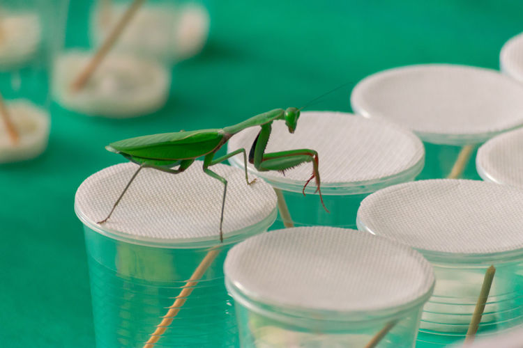A praying mantis walking on glass jars