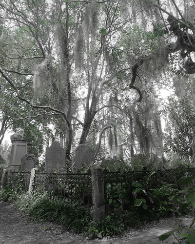 View of cemetery against trees