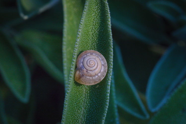 Close-up of snail on sage leaf