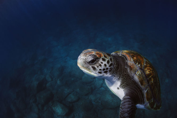 Sea turtle swimming in the atlantic ocean