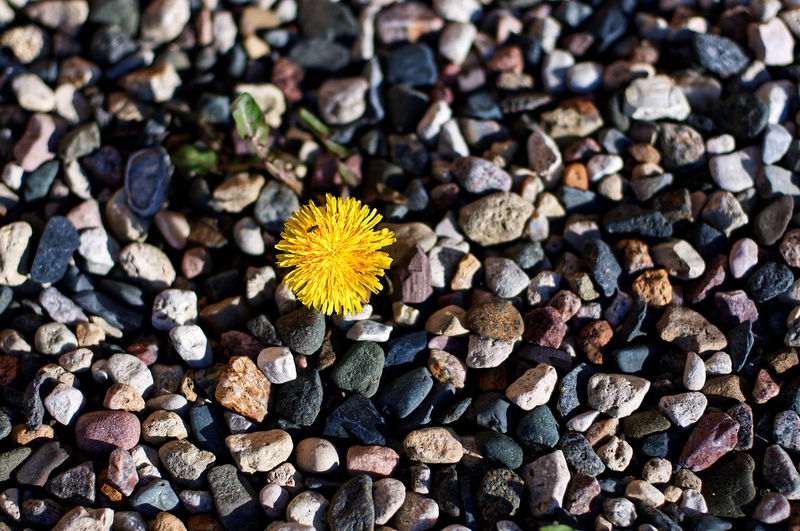 High angle view of yellow flowering plant on pebbles