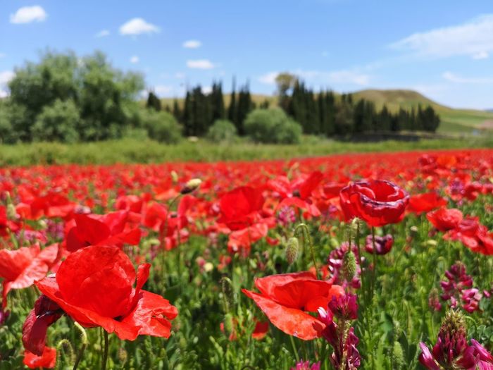 Close-up of red poppies on field against sky