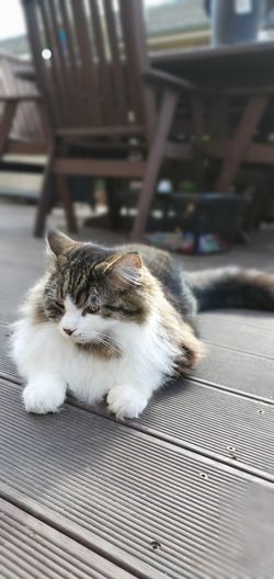 Cat sitting on a floor