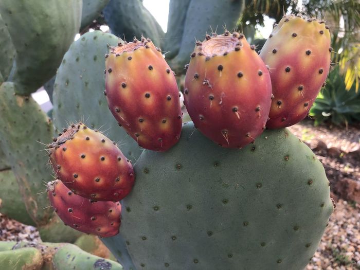 Close-up of strawberries on cactus