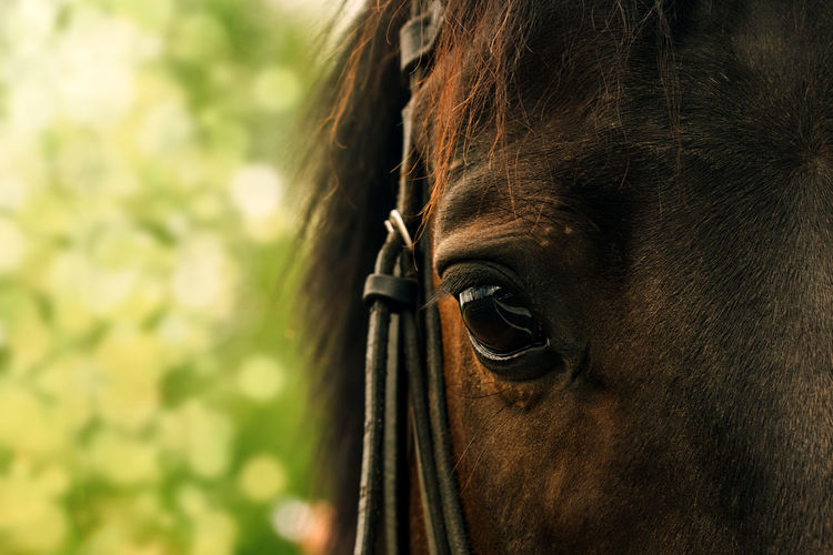 Close-up portrait of horse