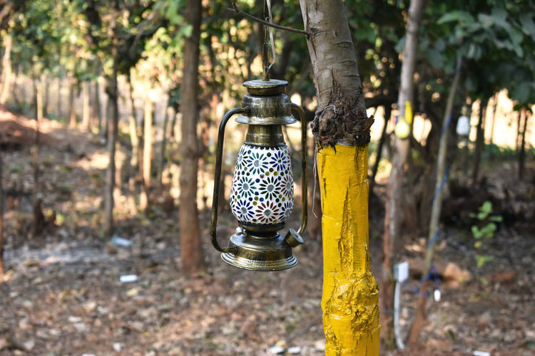 Close-up of lantern hanging on tree trunk