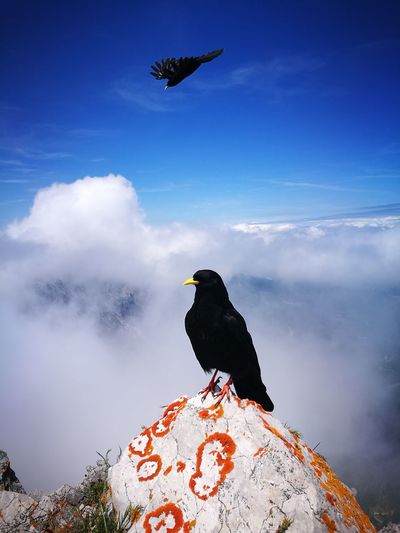 Blackbird on mountain against cloudy sky