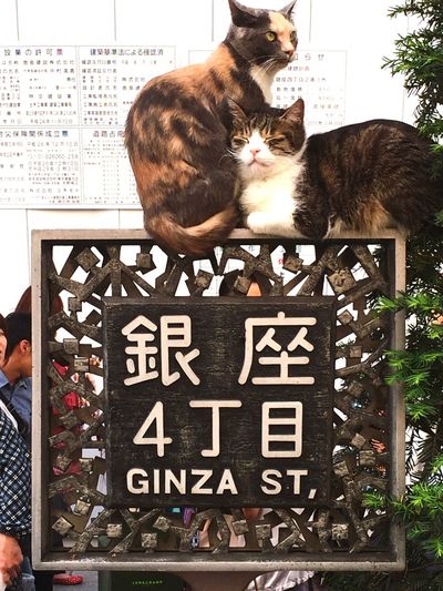 Cat looking away