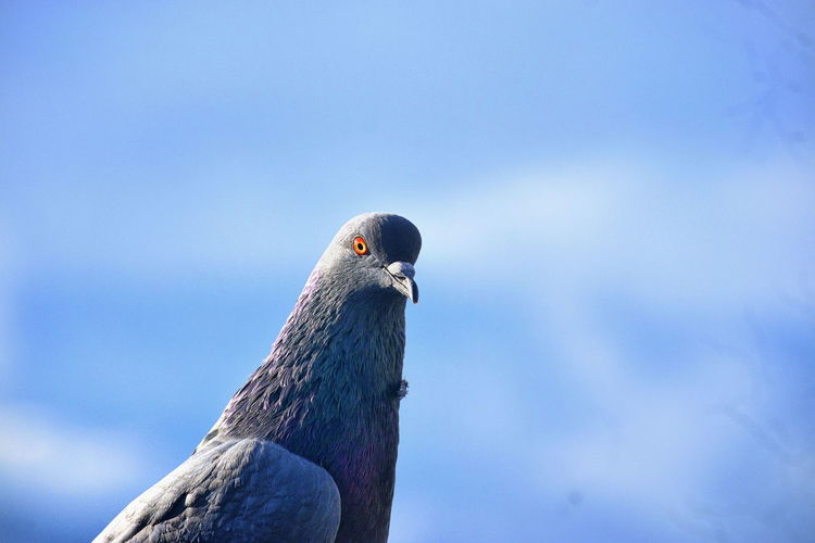Low angle view of pigeon
