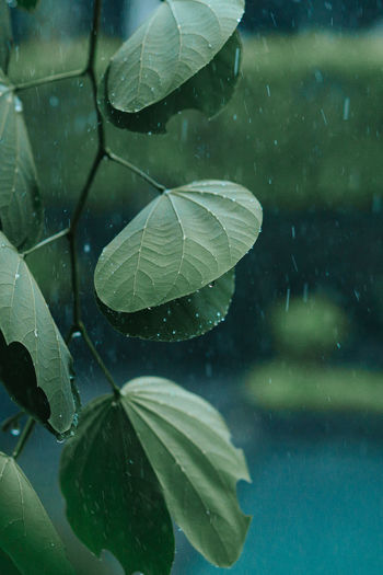 Close-up of plants during rainfall