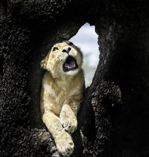 Lion cub on tree trunk