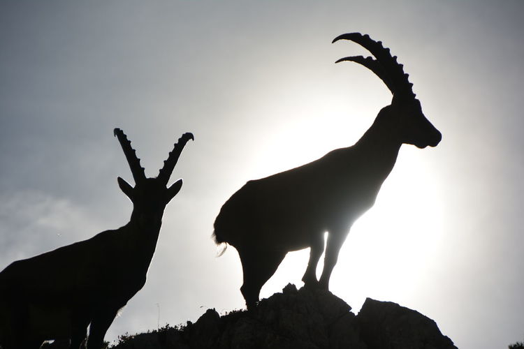 Low angle view of silhouette deer standing against sky during sunset