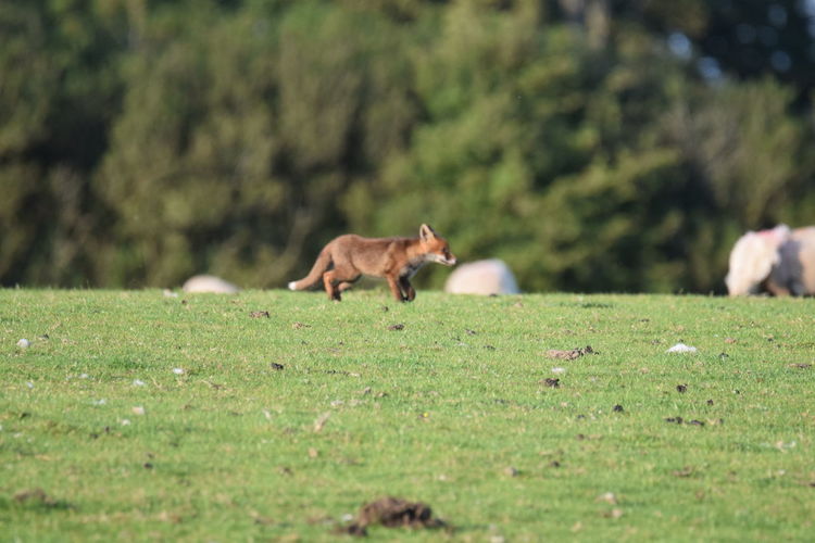 Red fox seaching in a field