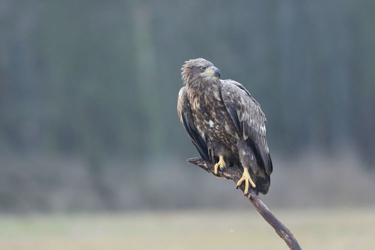A white-tailed eagle perched