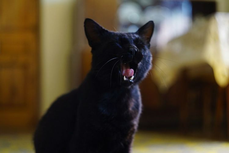 Close-up of black cat yawning at home
