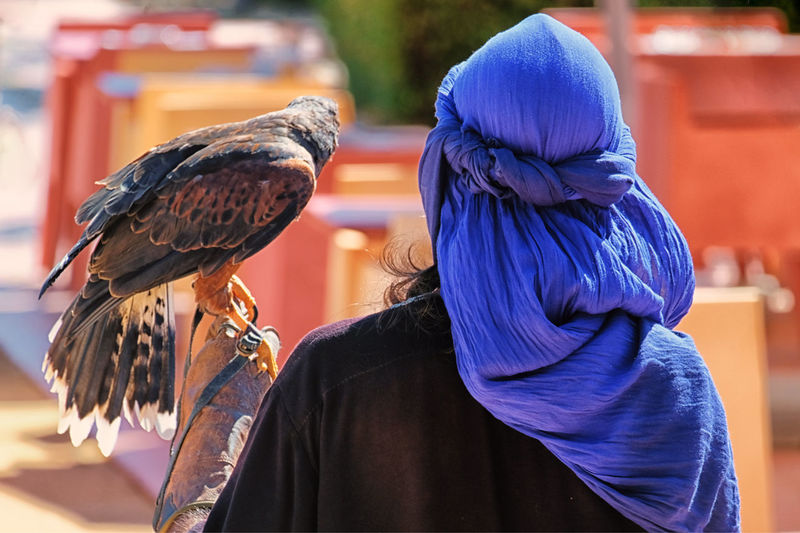 Rear view of person holding falcon while standing outdoors