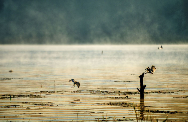 Birds in lake
