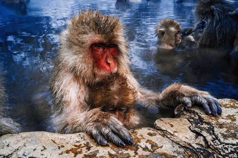 Japanese macaques with infants in hot spring