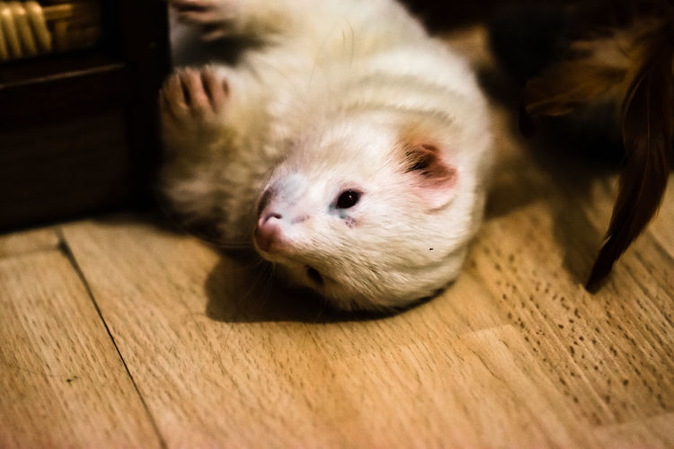 High angle view of a ferret