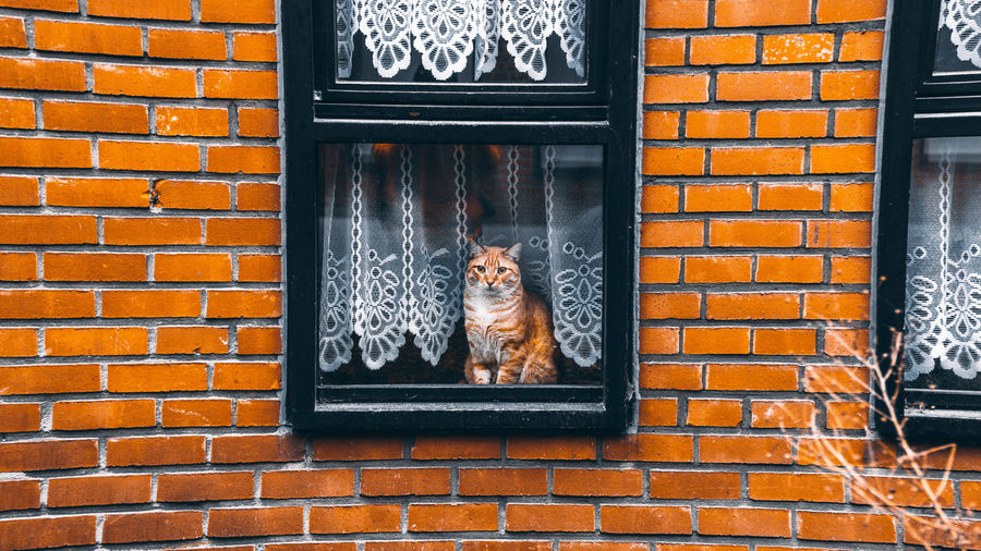 Cat looking at brick wall