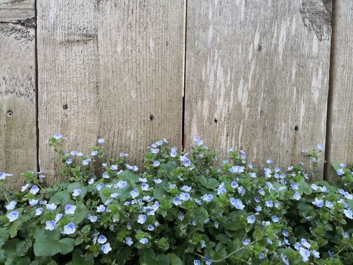 Close-up of flowering plants against wooden fence