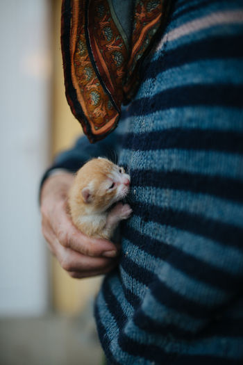 Man holding little kitten closeup.