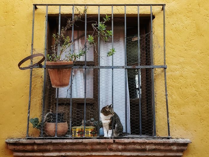 Cat sitting on a window of a building