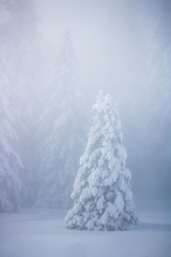 Frozen tree on snow covered land