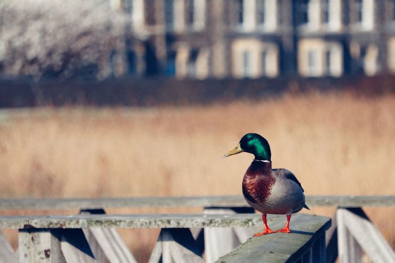 Close-up of duck perching on fence 