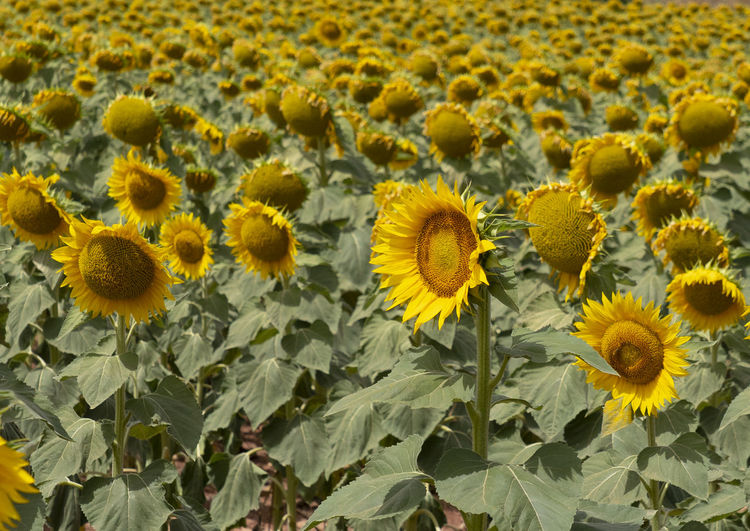 Sunflower in the foreground on sunflower field
