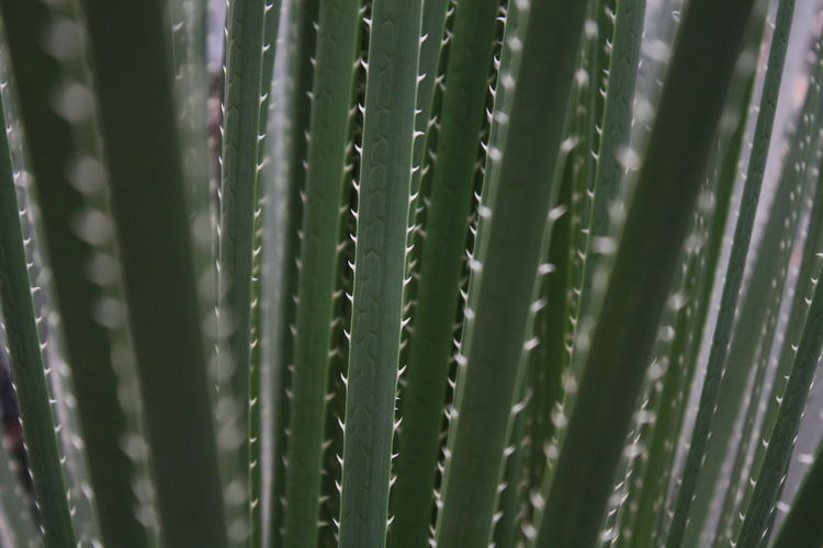 Full frame shot of spiked plants