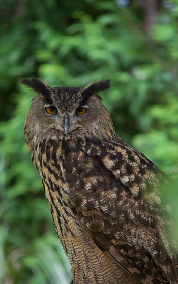 Close-up portrait of owl against tree, i see you 
