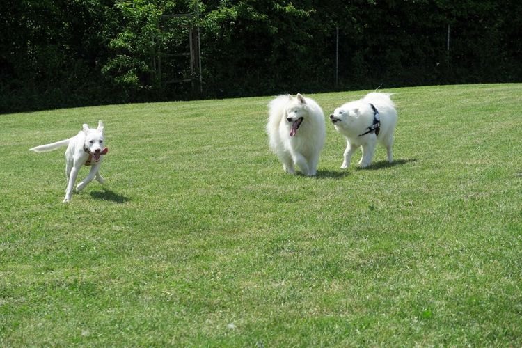Samoyed dogs on grassy field at park