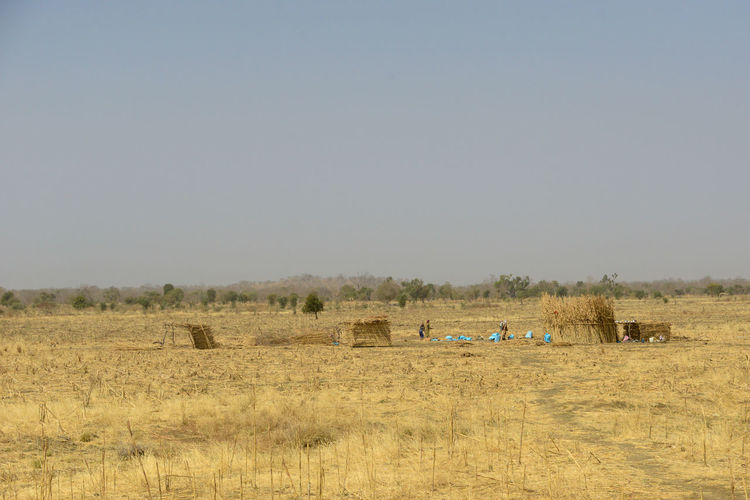 View of sheep on field against clear sky