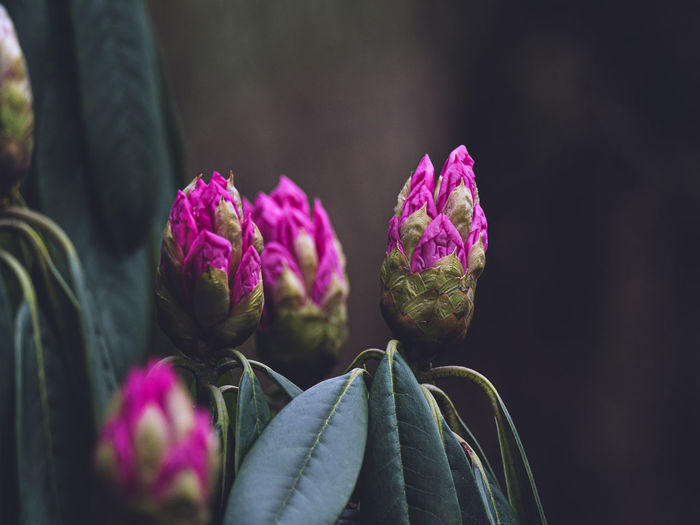 Close-up of pink flowering plant