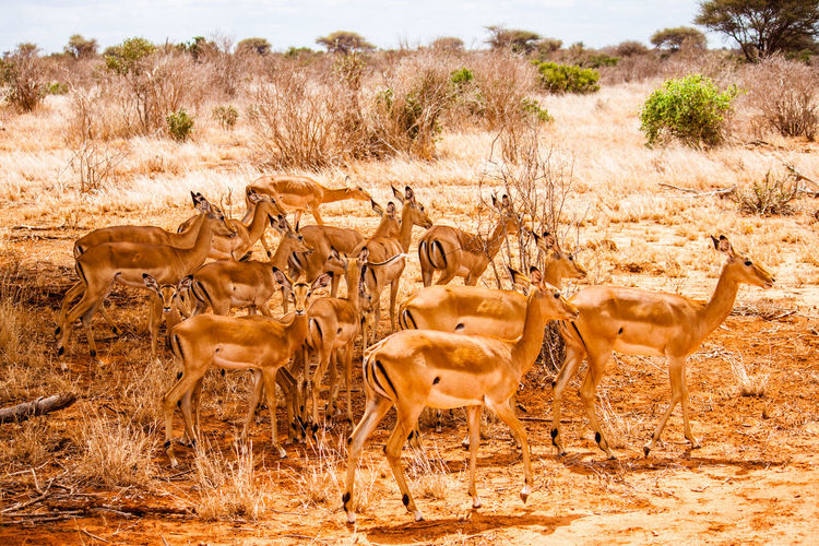 Gazelles on field at tsavo east national park